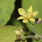 Blue Cohosh