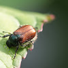 Garden scarab
