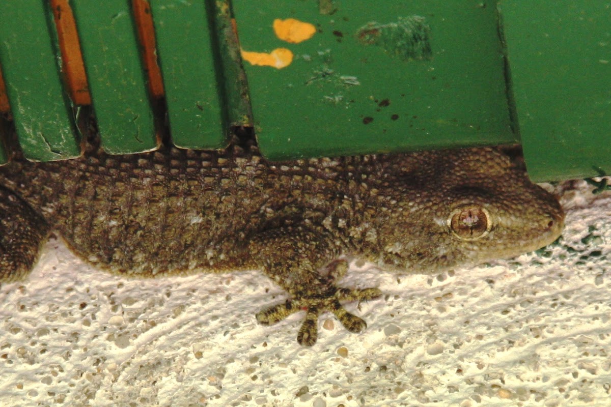 Crocodile gecko