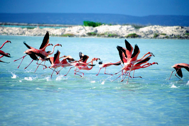 Flamingos on Bonaire.