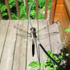 Slaty skimmer dragonfly?