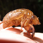 Cicada nymph husks