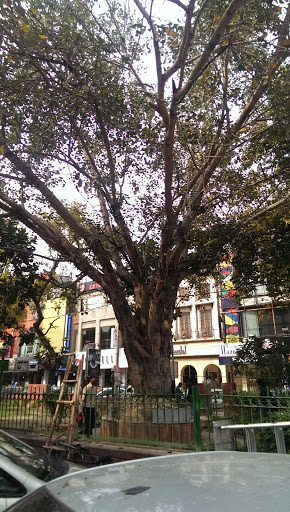 Peepal Tree At GK-1 M Block Market