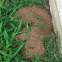 Cicada Killer Wasp burrow