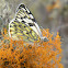 Butterfly on Lichen