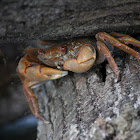 Krabbe / Crab