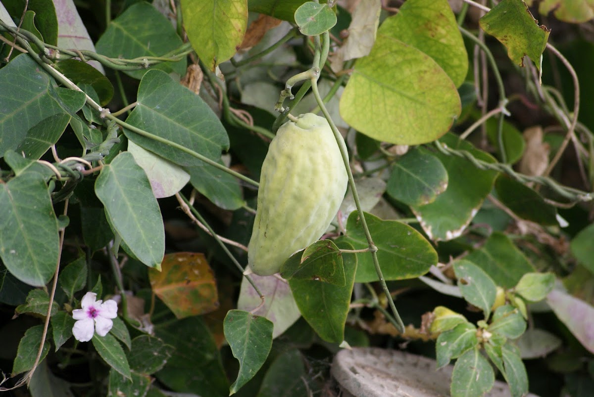 Moth plant