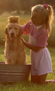 download Labrador Wallpapers free