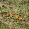 fox - Vulpes vulpes