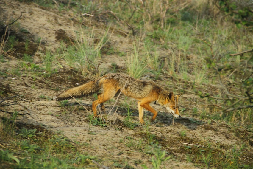 fox - Vulpes vulpes