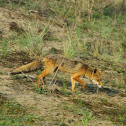 fox - Vulpes vulpes