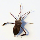 Helmeted squash bug