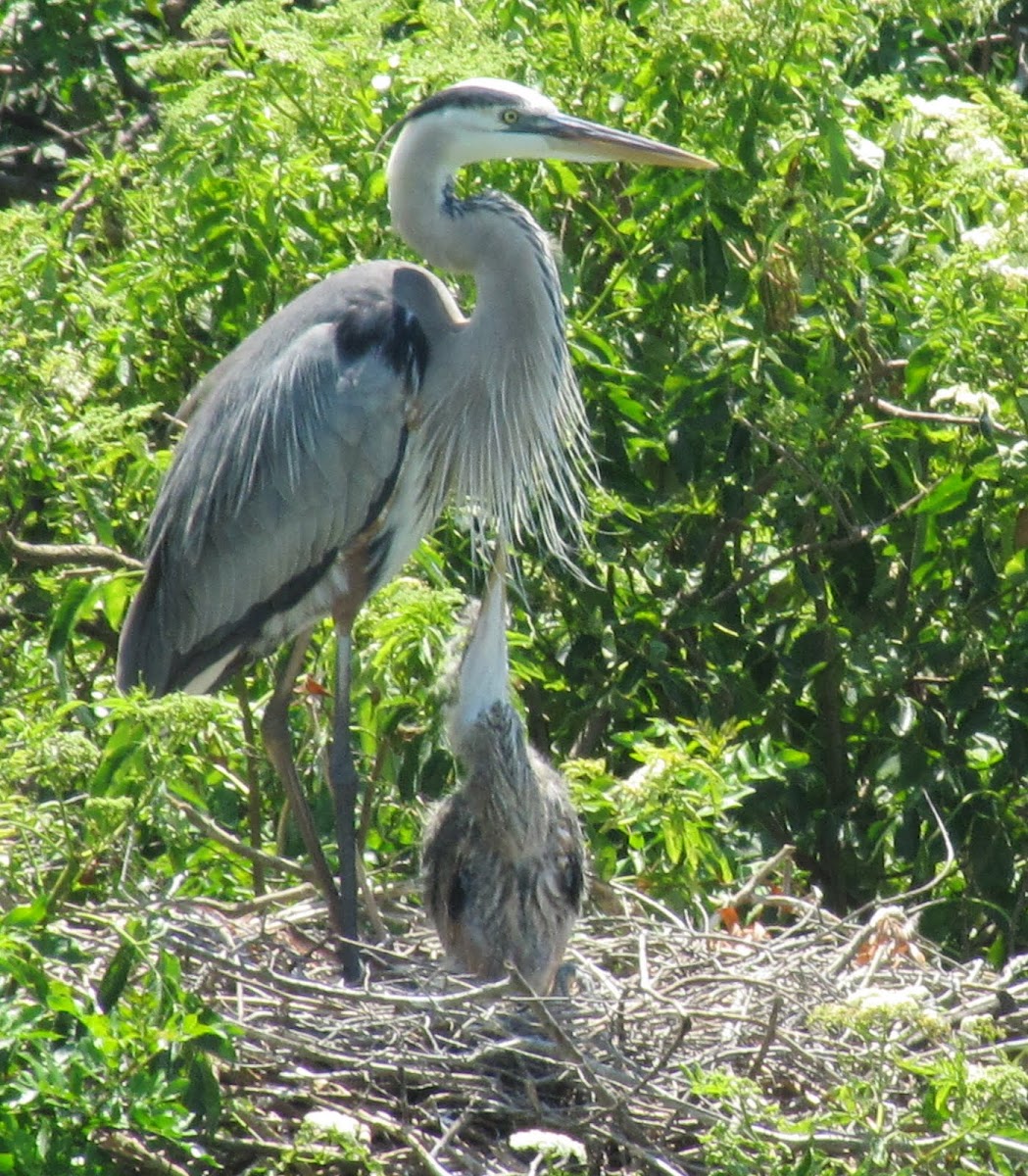 Great Blue Heron & Chicks