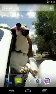 Dog in car Video LWP(圖2)-速報App