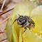 Leafcutter Bee