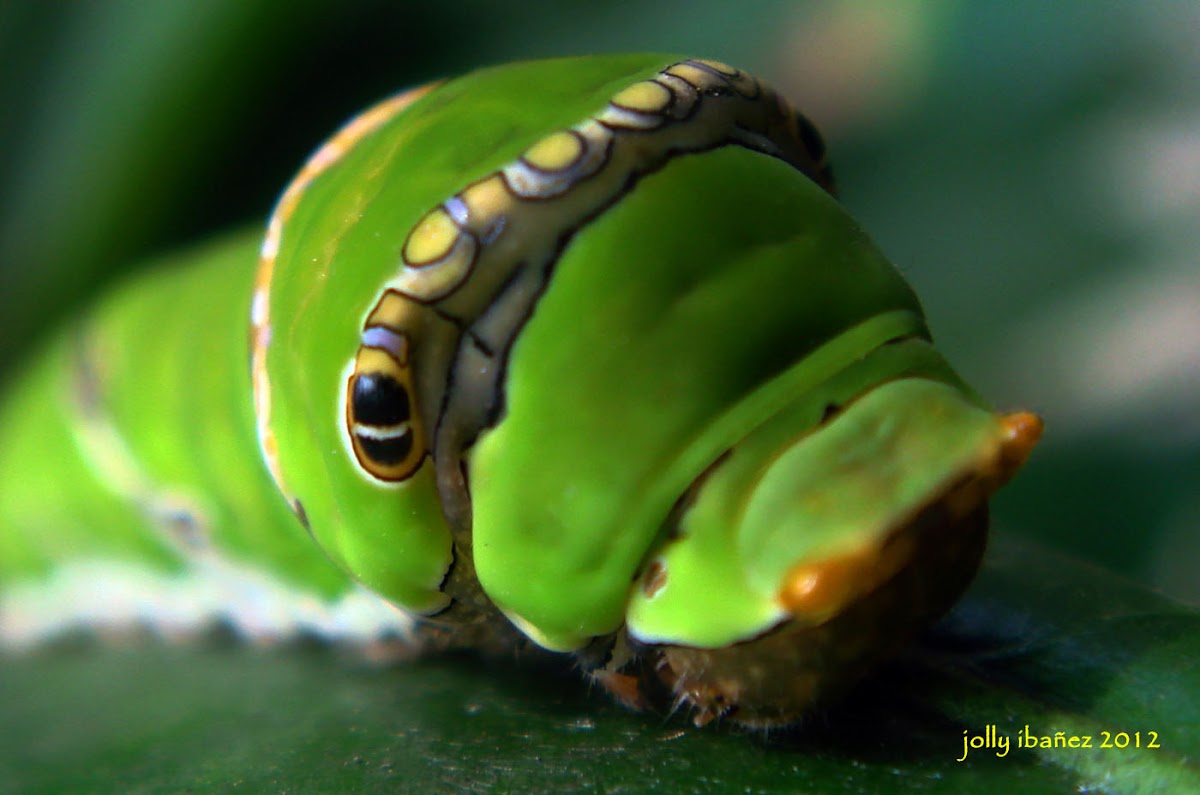 Common Lime Butterfly Larva