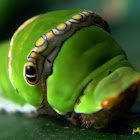 Common Lime Butterfly Larva