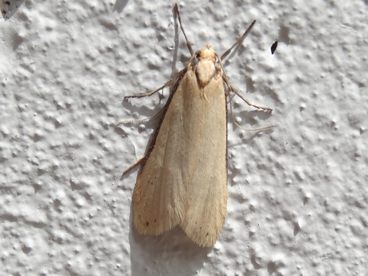 Philobota moth