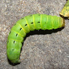 Large Yellow Underwing Caterpillar