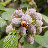 Joaninha (Asian ladybug)