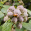 Joaninha (Asian ladybug)