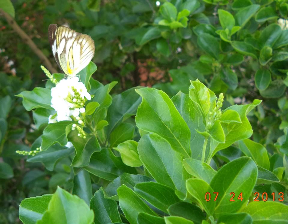 Striped Albatross - Female