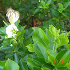 Striped Albatross - Female