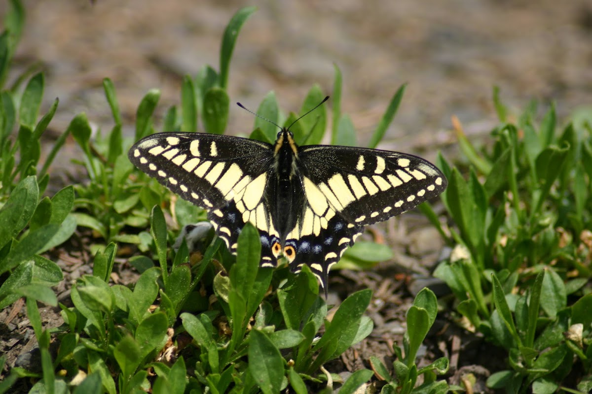 Oregon Swallowtail