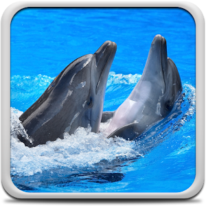Dolphins Live Wallpaper logo