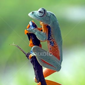 See the weather situation by Kurit Afsheen - Animals Amphibians