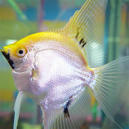 Fish Jigsaw Puzzles poster 2