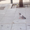 European Pigeon