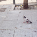 European Pigeon