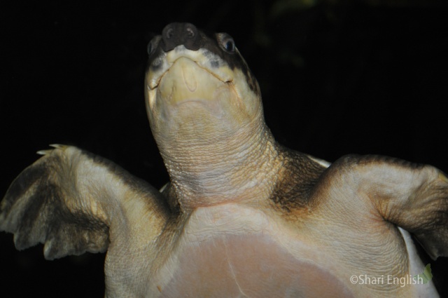 Pig-Nosed Turtle
