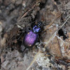 Snail-eating Ground Beetle