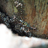 Wasp Mimic Longhorned Beetle