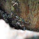 Wasp Mimic Longhorned Beetle