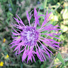 Brown knapweed