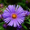 New England Aster