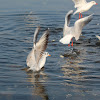 Black headed gulls in winter plumage