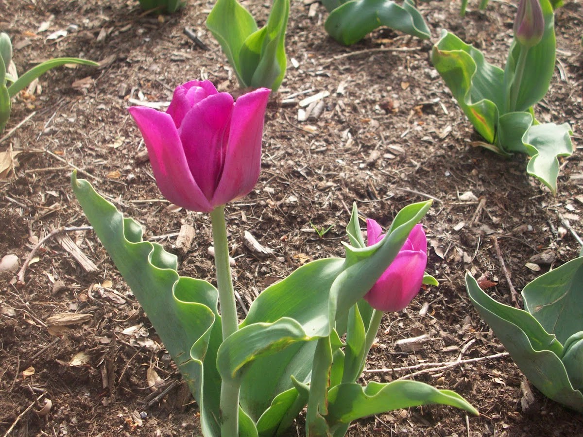 Tulip