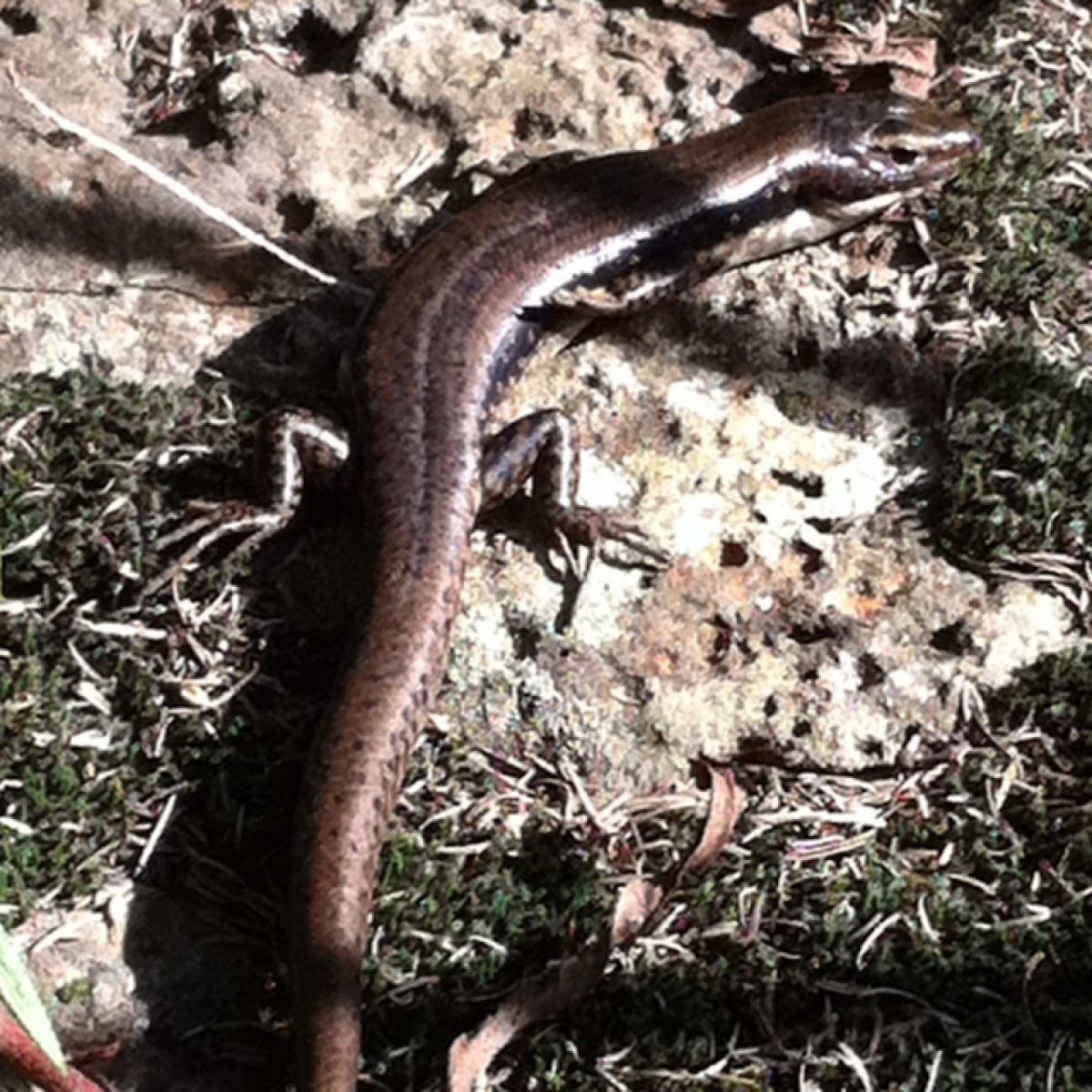 Eastern Water-Skink or Golden Water Skink