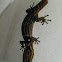 Puerto Rico Upland Gecko