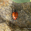 Convergent Lady Beetle