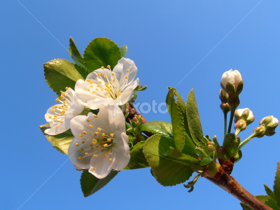 Cherry blossoms by Snezana Petrovic - Flowers Tree Blossoms