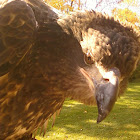 Bald Eagle (juvie)