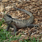 Eastern Water Dragon