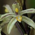 The Pale Aphyllorchis