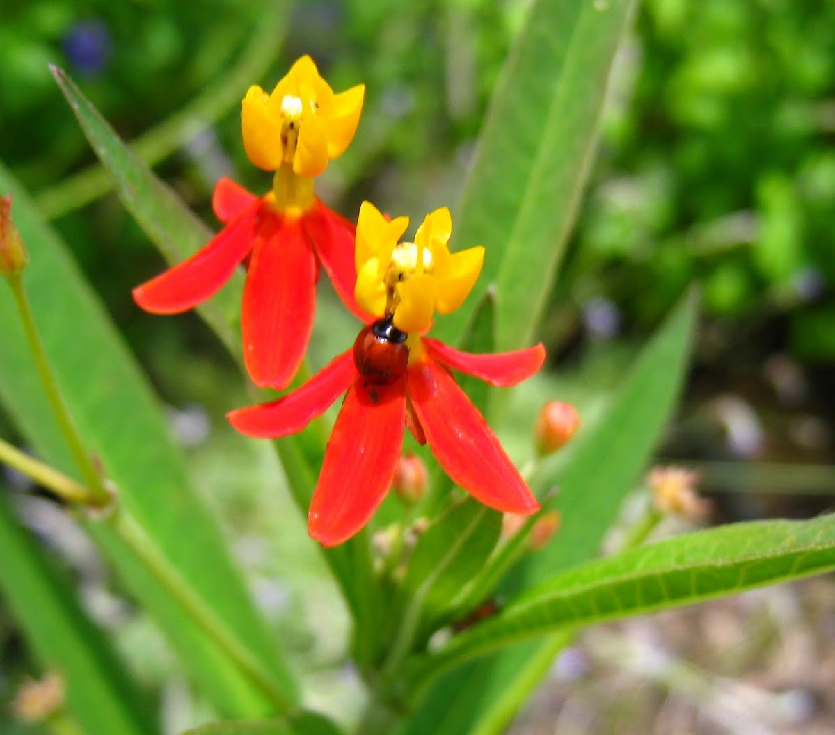 Ladybug