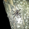 Nursery web/Water Spider